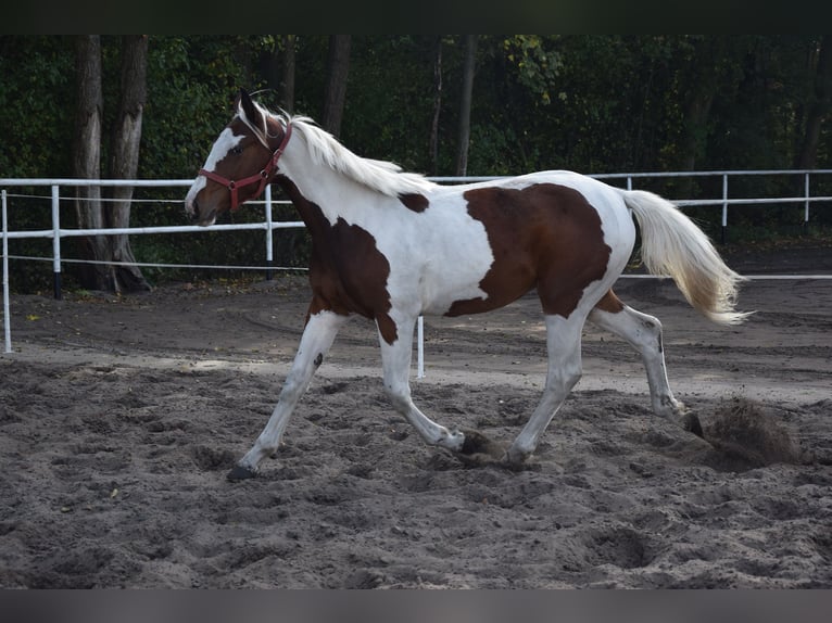 Polish sport horse Mare 1 year 16.2 hh Pinto in Chełmno