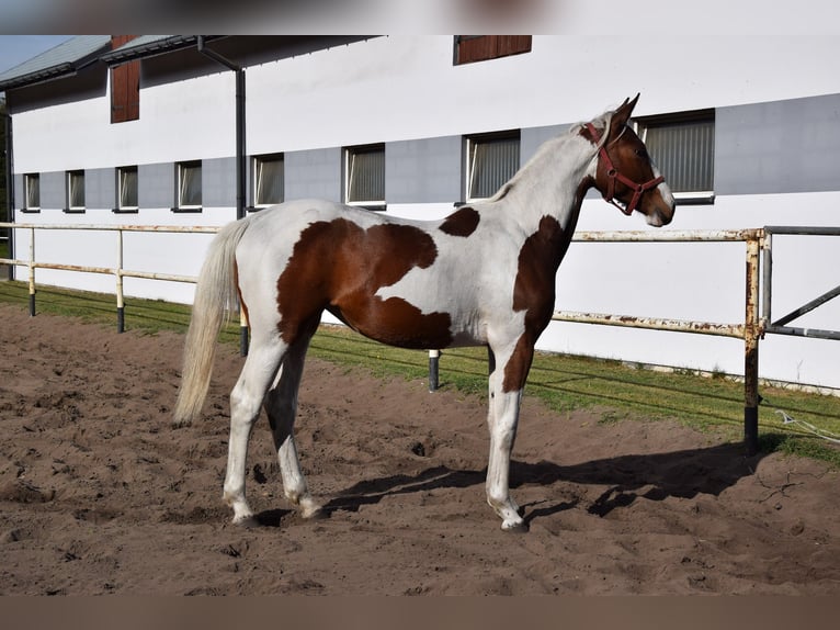 Polish sport horse Mare 1 year 16.2 hh Pinto in Chełmno