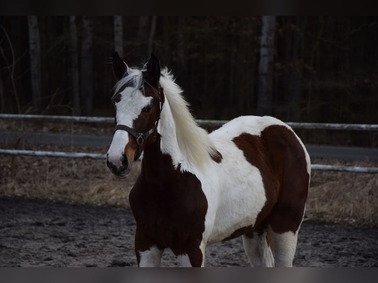 Polish sport horse Mare 1 year 16.2 hh Pinto in Chełmno