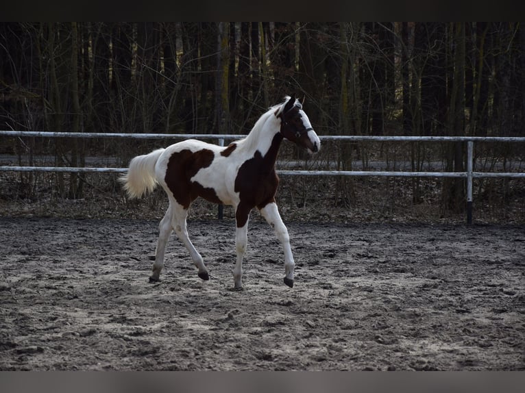 Polish sport horse Mare 1 year 16.2 hh Pinto in Chełmno