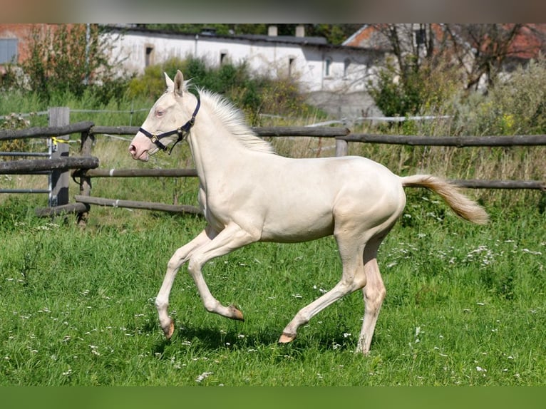 Polish sport horse Mare 1 year 16 hh Cremello in Piecowice