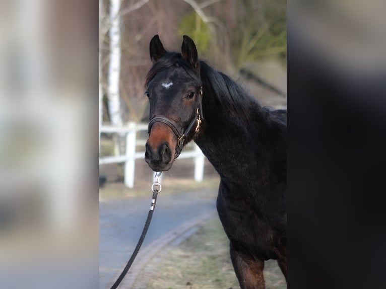 Polish sport horse Mare 1 year 16,1 hh Bay-Dark in Santok