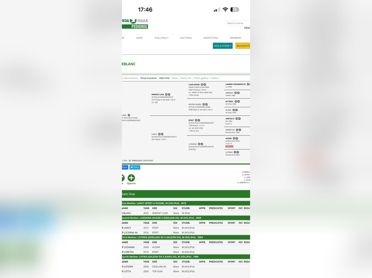 Polish sport horse Mare 1 year 16,1 hh Bay-Dark in Santok