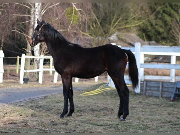 Polish sport horse Mare 1 year 16,1 hh Bay-Dark in Santok