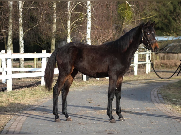 Polish sport horse Mare 1 year 16,1 hh Bay-Dark in Santok