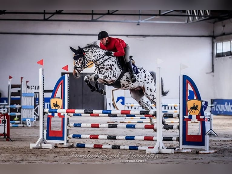 Polish sport horse Mare 1 year 16,1 hh Bay-Dark in Santok