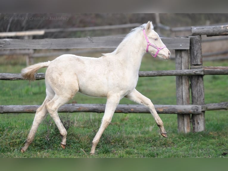 Polish sport horse Mare 1 year 16,1 hh Cremello in Piecowice