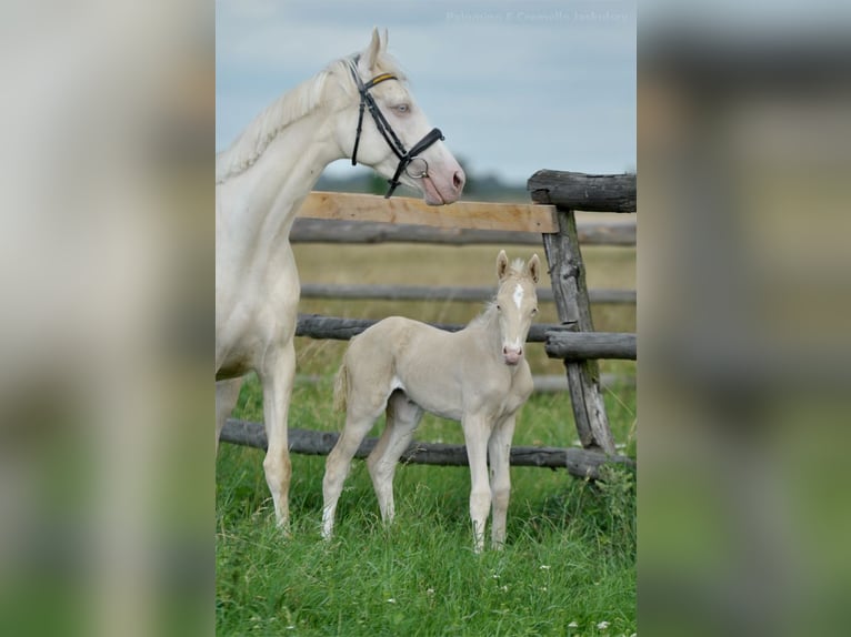 Polish sport horse Mare 1 year 16,1 hh Cremello in Piecowice