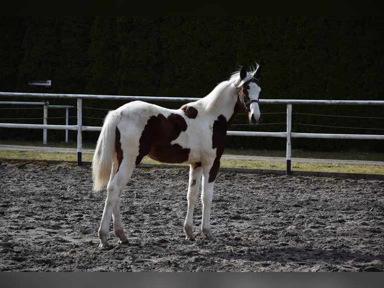 Polish sport horse Mare 1 year 16,2 hh Pinto in Chełmno