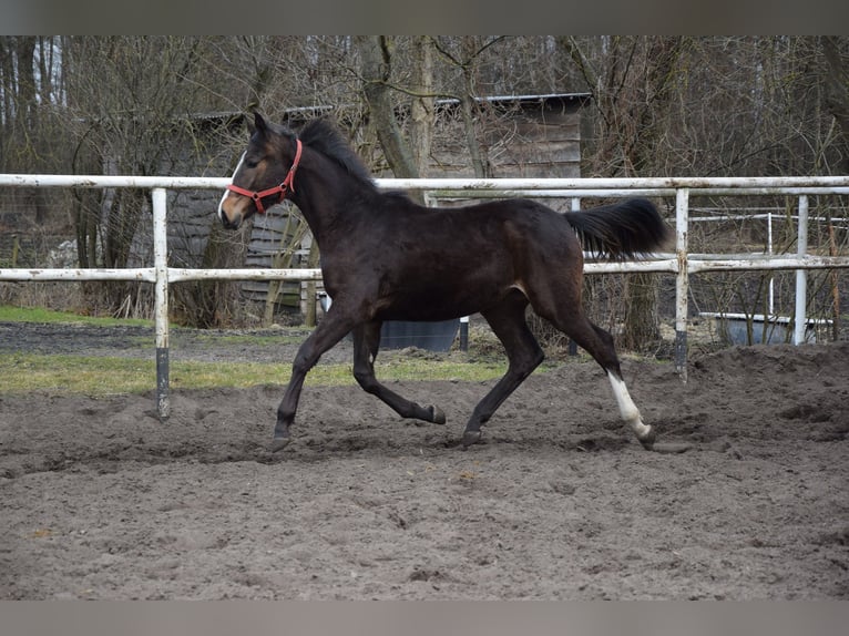 Polish sport horse Mare 1 year 17 hh Brown in Chełmno