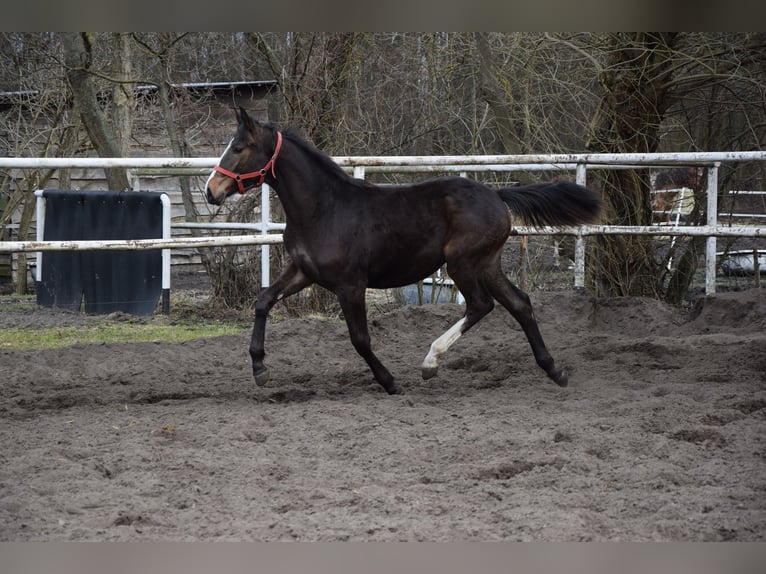Polish sport horse Mare 1 year 17 hh Brown in Chełmno