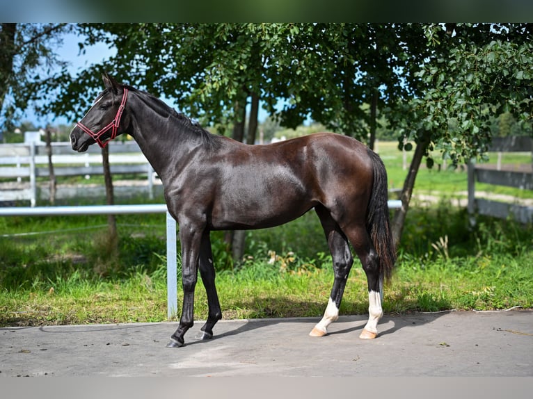 Polish sport horse Mare 1 year Black in Deszczno