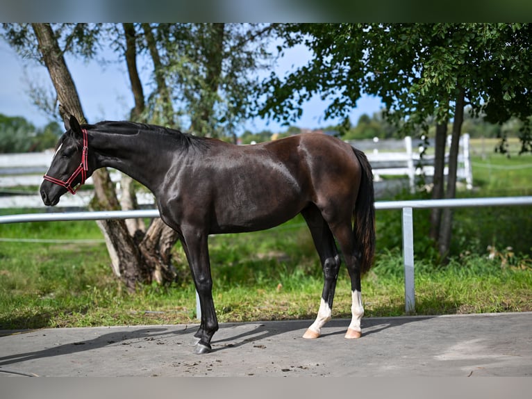 Polish sport horse Mare 1 year Black in Deszczno