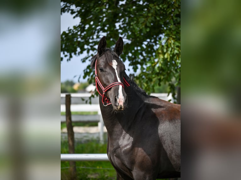 Polish sport horse Mare 1 year Black in Deszczno