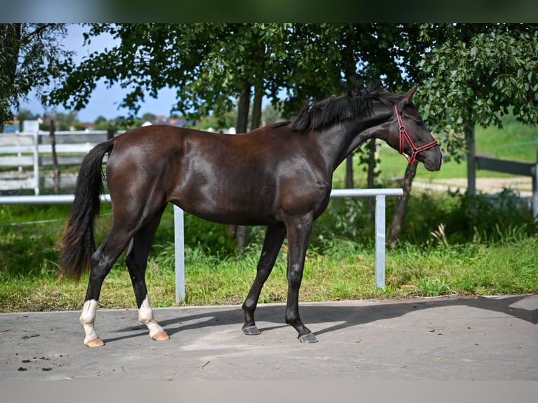 Polish sport horse Mare 1 year Black in Deszczno