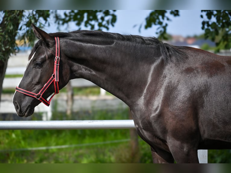 Polish sport horse Mare 1 year Black in Deszczno