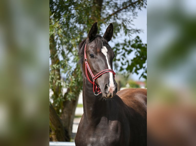 Polish sport horse Mare 1 year Black in Deszczno