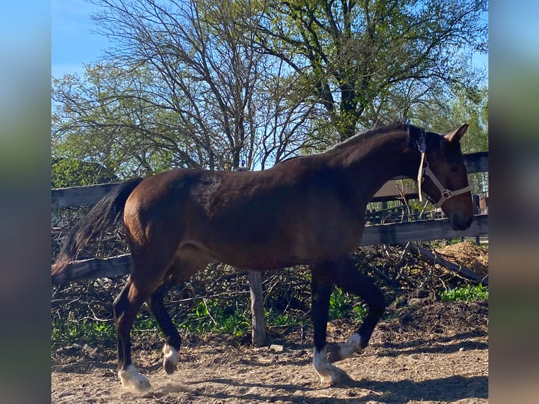 Polish sport horse Mare 1 year Brown in Rossosz