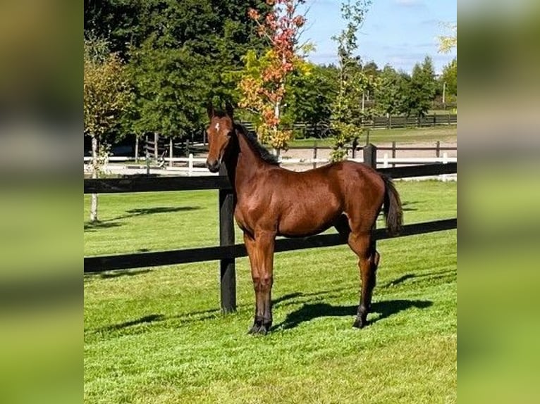 Polish sport horse Mare 1 year Brown in Serock