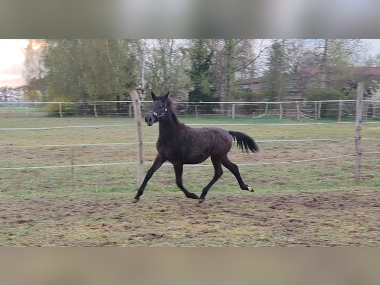 Polish sport horse Mare 1 year Grey in Szamotuły