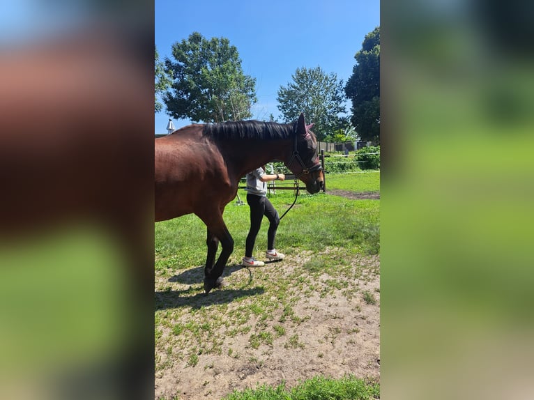 Polish sport horse Mare 24 years 16 hh in Prenzlau Polish sport horse Mare 24 years 16 hh in Prenzlau