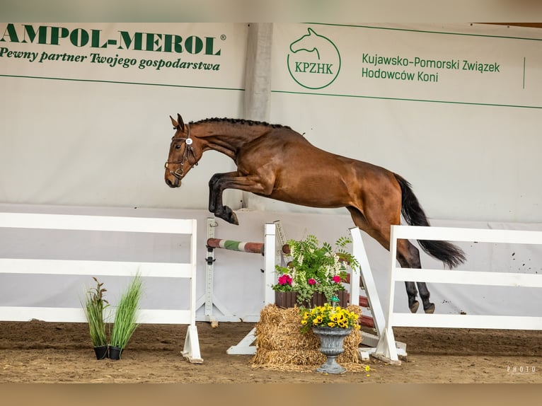 Polish sport horse Mare 2 years 16.2 hh Brown in Bukwałd