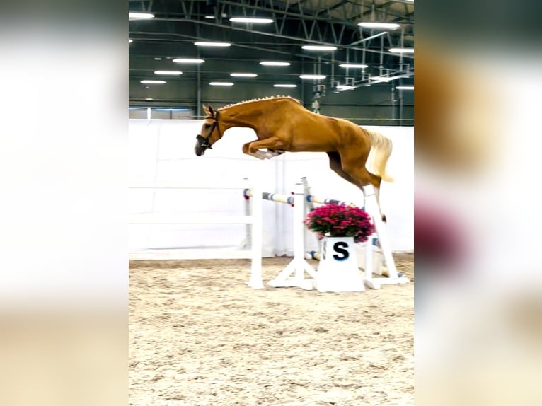 Polish sport horse Mare 2 years 16.2 hh Palomino in Piecowice