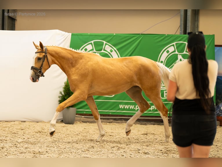 Polish sport horse Mare 2 years 16.2 hh Palomino in Piecowice