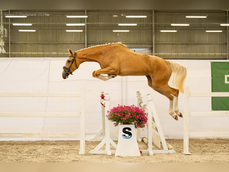 Polish sport horse Mare 2 years 16.2 hh Palomino in Piecowice