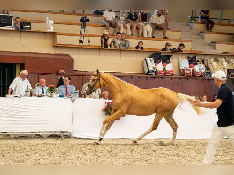 Polish sport horse Mare 2 years 16.2 hh Palomino in Piecowice