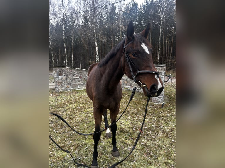 Polish sport horse Mare 2 years 16 hh Brown in Przygodzice