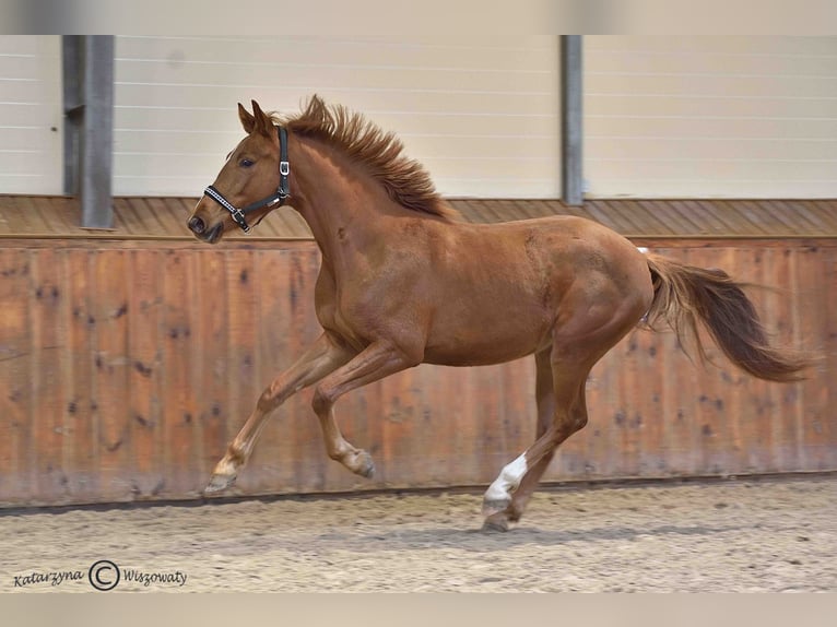 Polish sport horse Mare 2 years 16 hh Chestnut-Red in Radzionk&#xF3;w