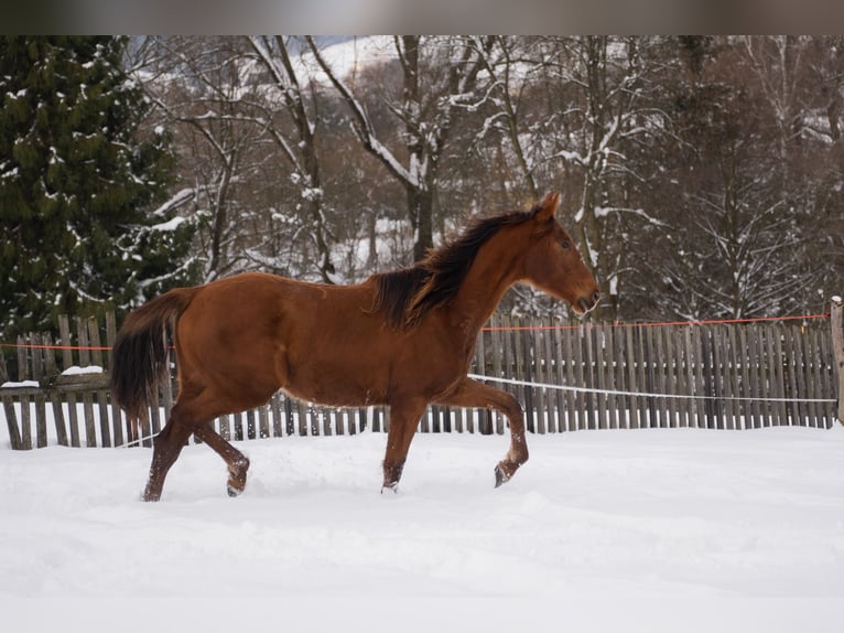 Polish sport horse Mare 2 years 16 hh Chestnut-Red in Rabka-Zdrój