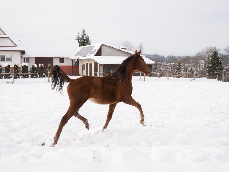 Polish sport horse Mare 2 years 16 hh Chestnut-Red in Rabka-Zdrój