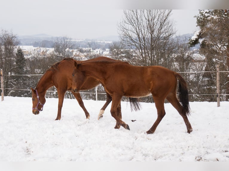 Polish sport horse Mare 2 years 16 hh Chestnut-Red in Rabka-Zdrój