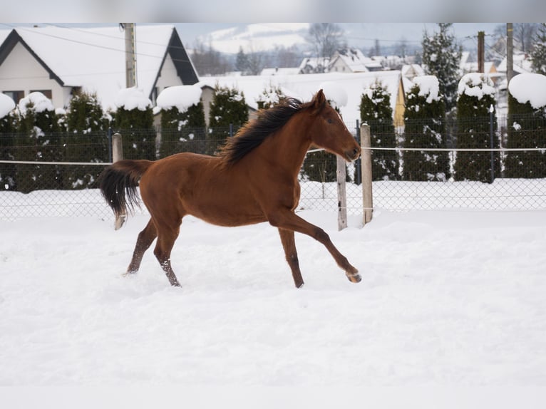 Polish sport horse Mare 2 years 16 hh Chestnut-Red in Rabka-Zdrój
