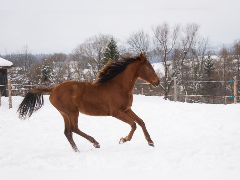 Polish sport horse Mare 2 years 16 hh Chestnut-Red in Rabka-Zdrój