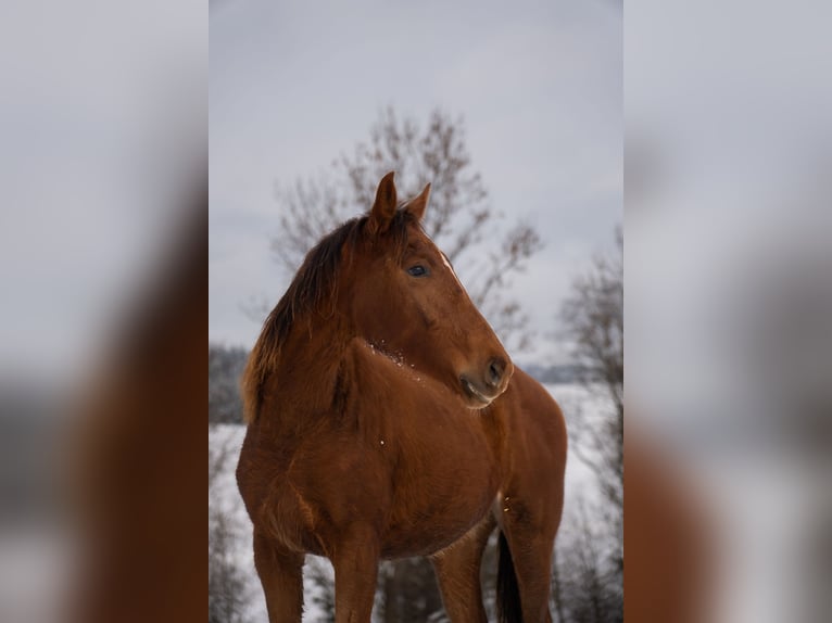 Polish sport horse Mare 2 years 16 hh Chestnut-Red in Rabka-Zdrój