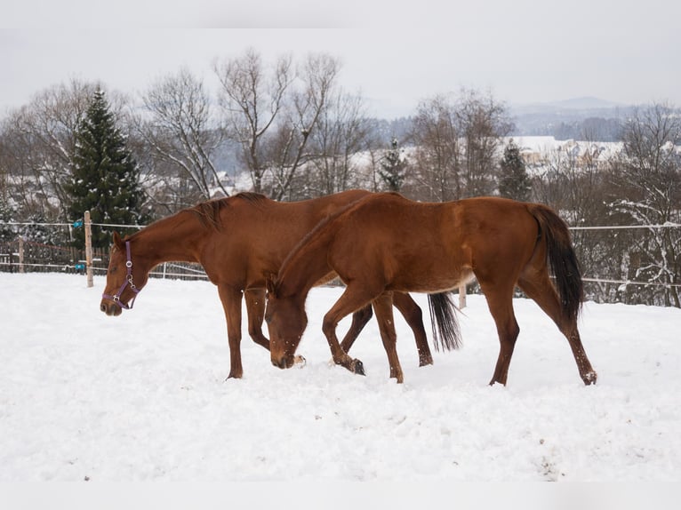 Polish sport horse Mare 2 years 16 hh Chestnut-Red in Rabka-Zdrój