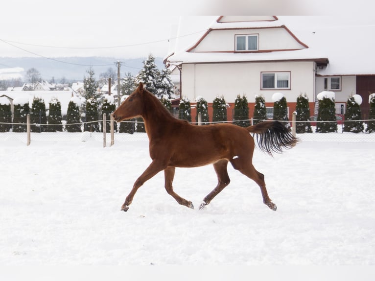 Polish sport horse Mare 2 years 16 hh Chestnut-Red in Rabka-Zdrój