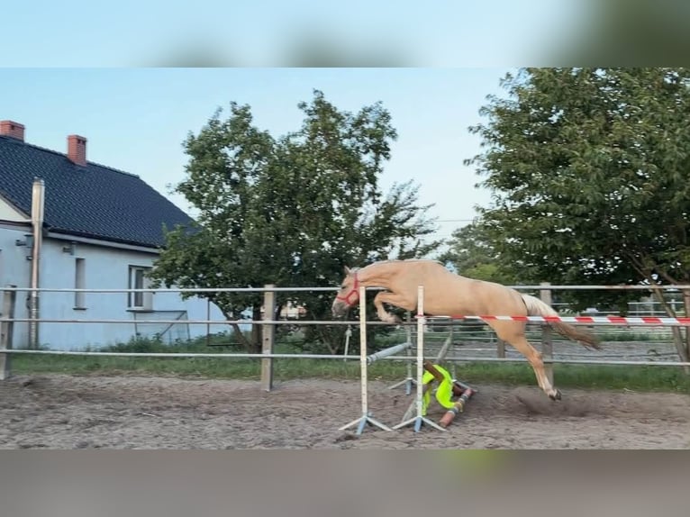 Polish sport horse Mare 2 years 16 hh Palomino in Jankow zalesny
