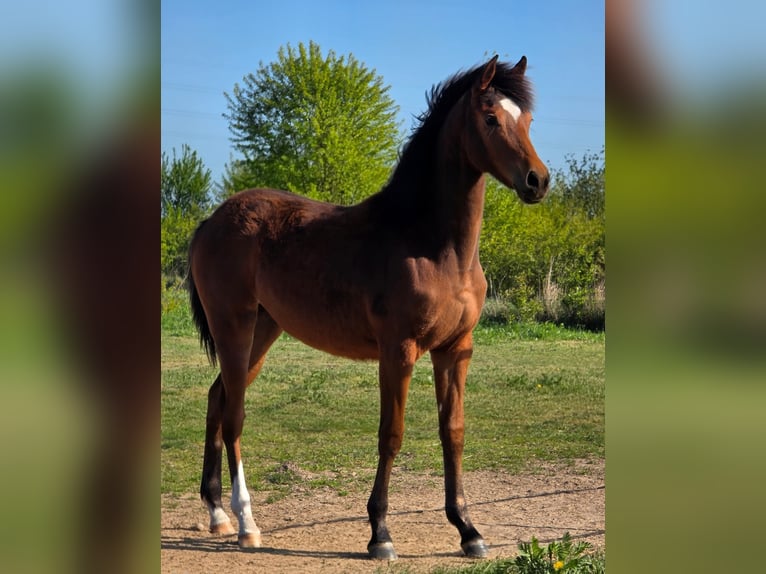 Polish sport horse Mare 2 years 16,1 hh Brown in Gryfino