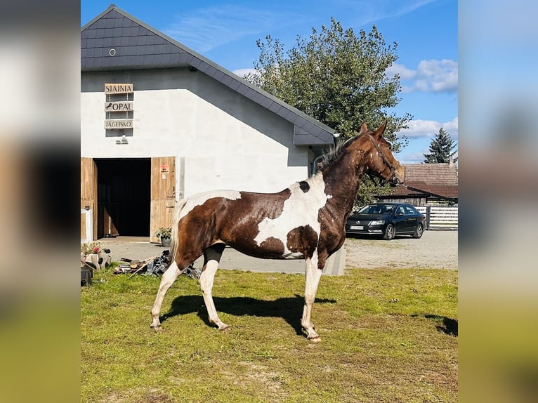Polish sport horse Mare 2 years Pinto in Bierzwnik