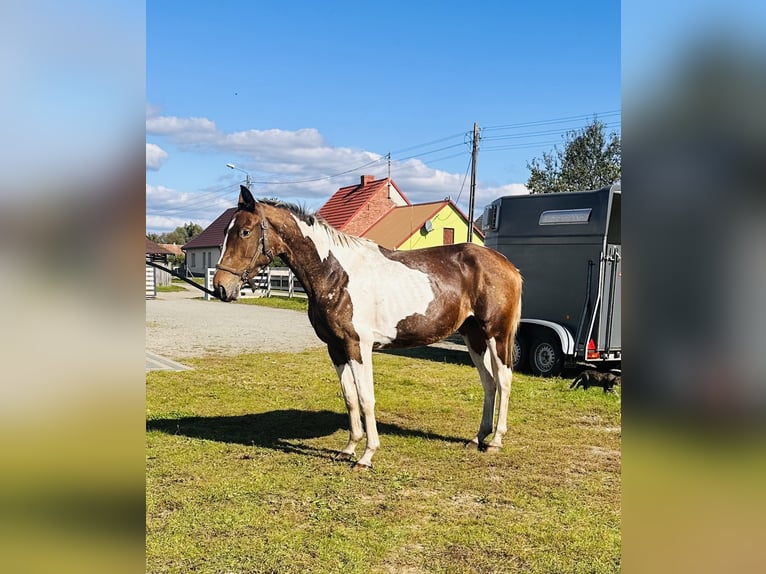 Polish sport horse Mare 2 years Pinto in Bierzwnik