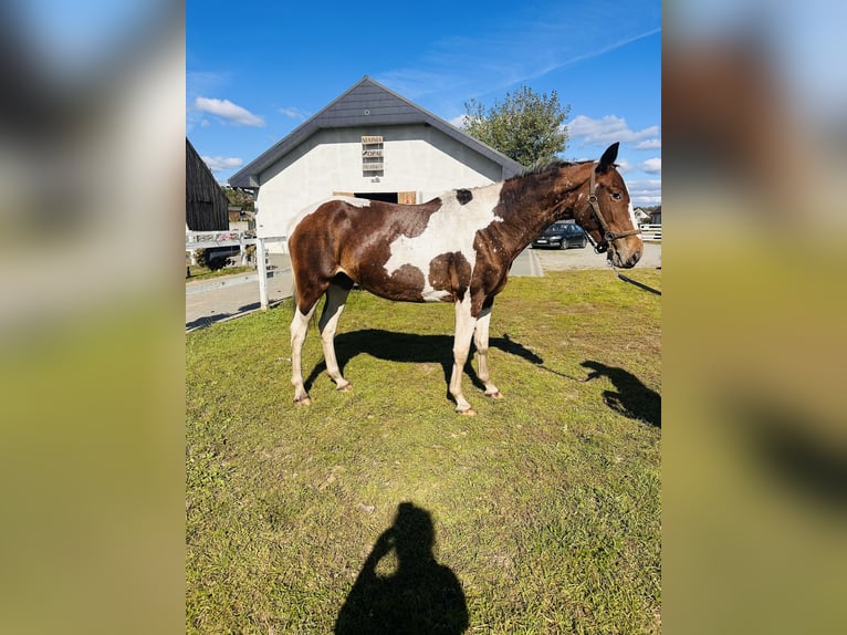 Polish sport horse Mare 2 years Pinto in Bierzwnik