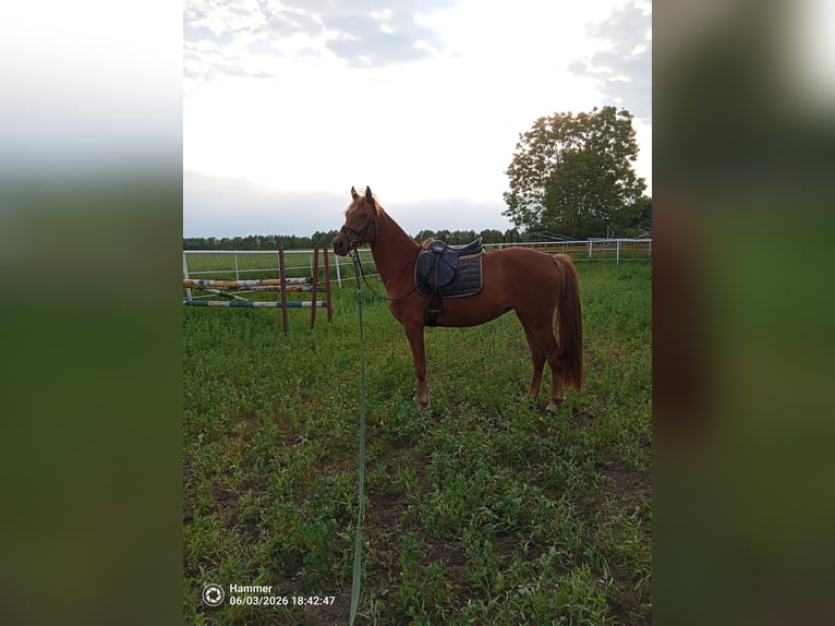 Polish sport horse Mare 3 years 14.2 hh Chestnut-Red in Wielgie