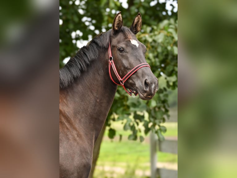 Polish sport horse Mare 3 years 15.3 hh Black in Deszczno