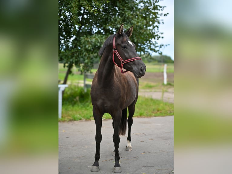 Polish sport horse Mare 3 years 15.3 hh Black in Deszczno