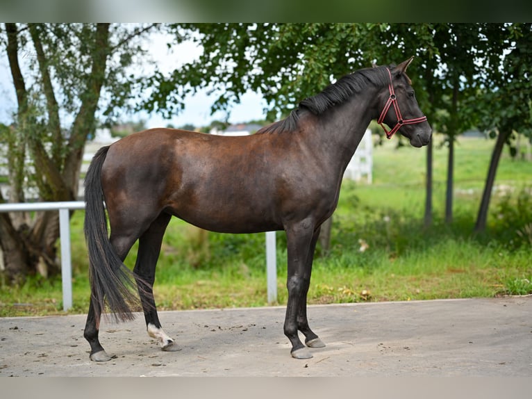 Polish sport horse Mare 3 years 15.3 hh Black in Deszczno