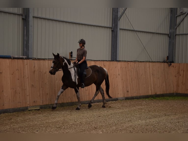 Polish sport horse Mare 3 years 15,1 hh Pinto in Che&#x142;mno